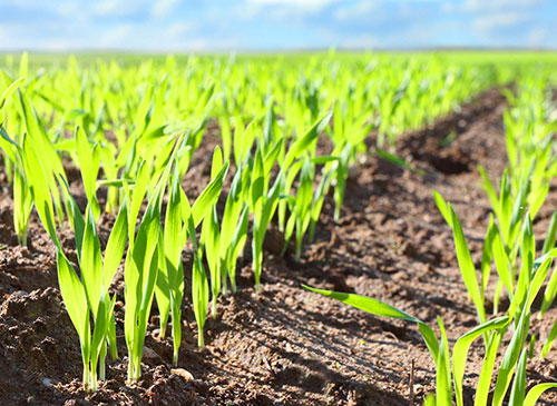 Saatgut-Silage_Menueleiste-Startseite