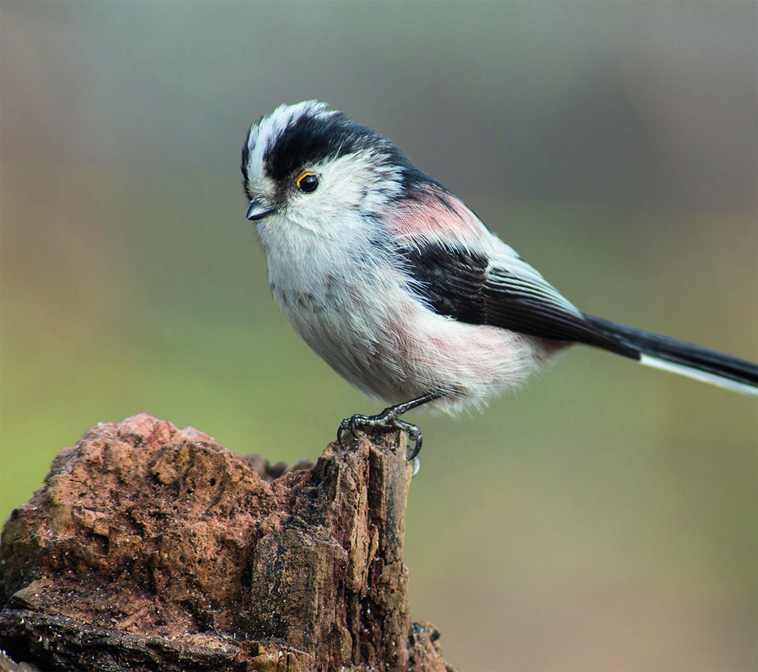 Delicia Meisenballen Picknick 6er Pack Vogelfutter Wildvögel