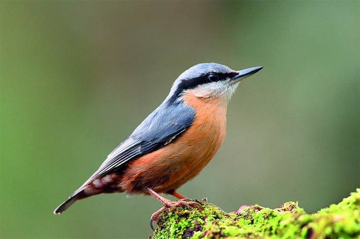 Delicia Erdnuss Picknick 3kg Vogelfutter Wildvögel