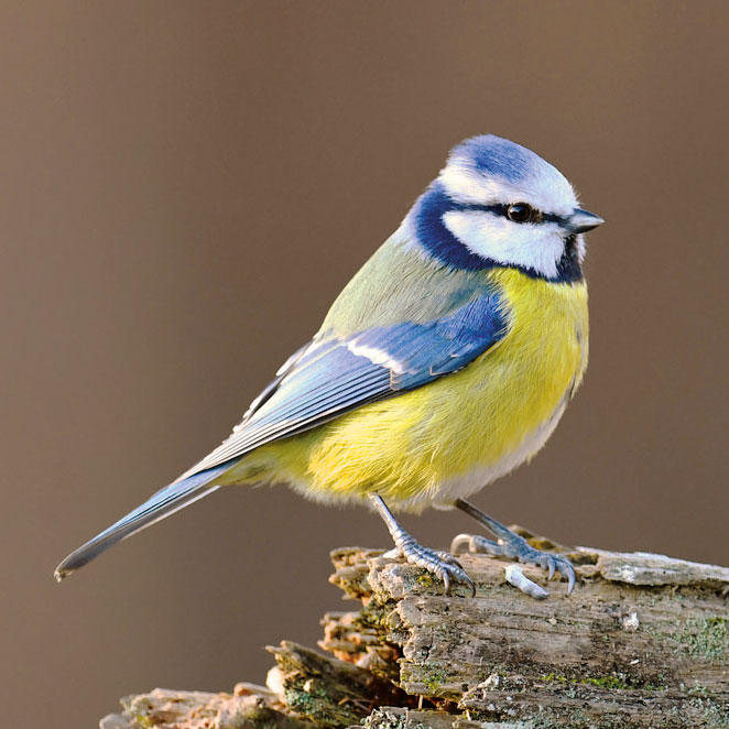 DELICIA GartenVogelfutter INNO PICK-ME-UP Insectbloc Vogelfutter Wildvögel