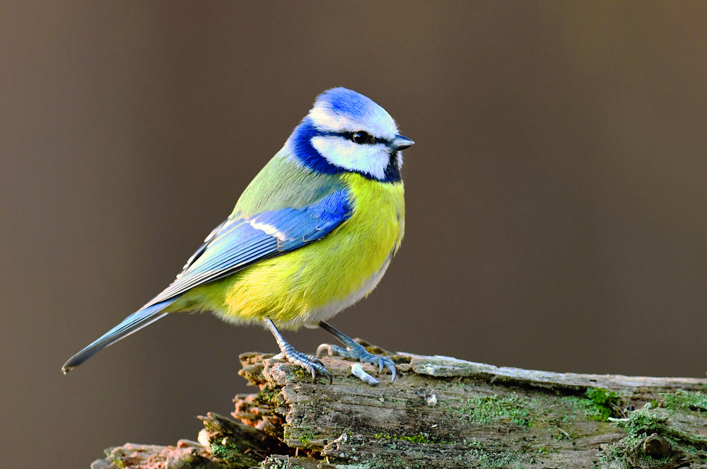 Delicia Meisenballen Picknick 6er Pack Vogelfutter Wildvögel