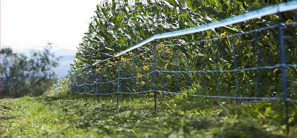 WildNet Wildschweinabwehrnetz Länge: 50 m