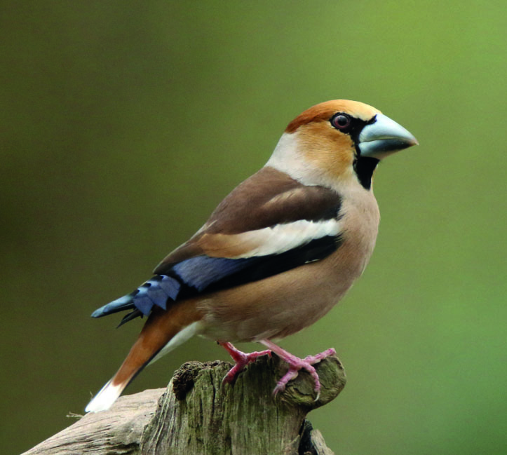 Delicia Erdnuss Picknick 3kg Vogelfutter Wildvögel