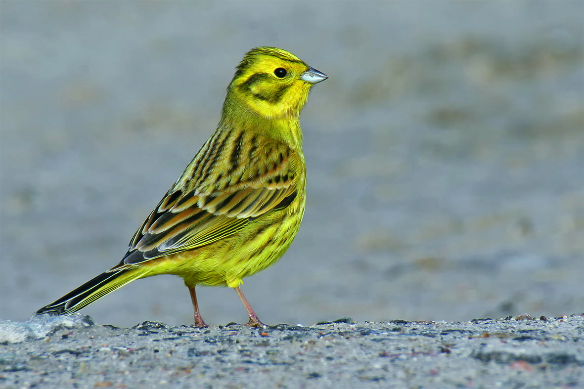 Delicia PICK ME UP Energie Bloc 1 Stück Vogelfutter Wildvögel